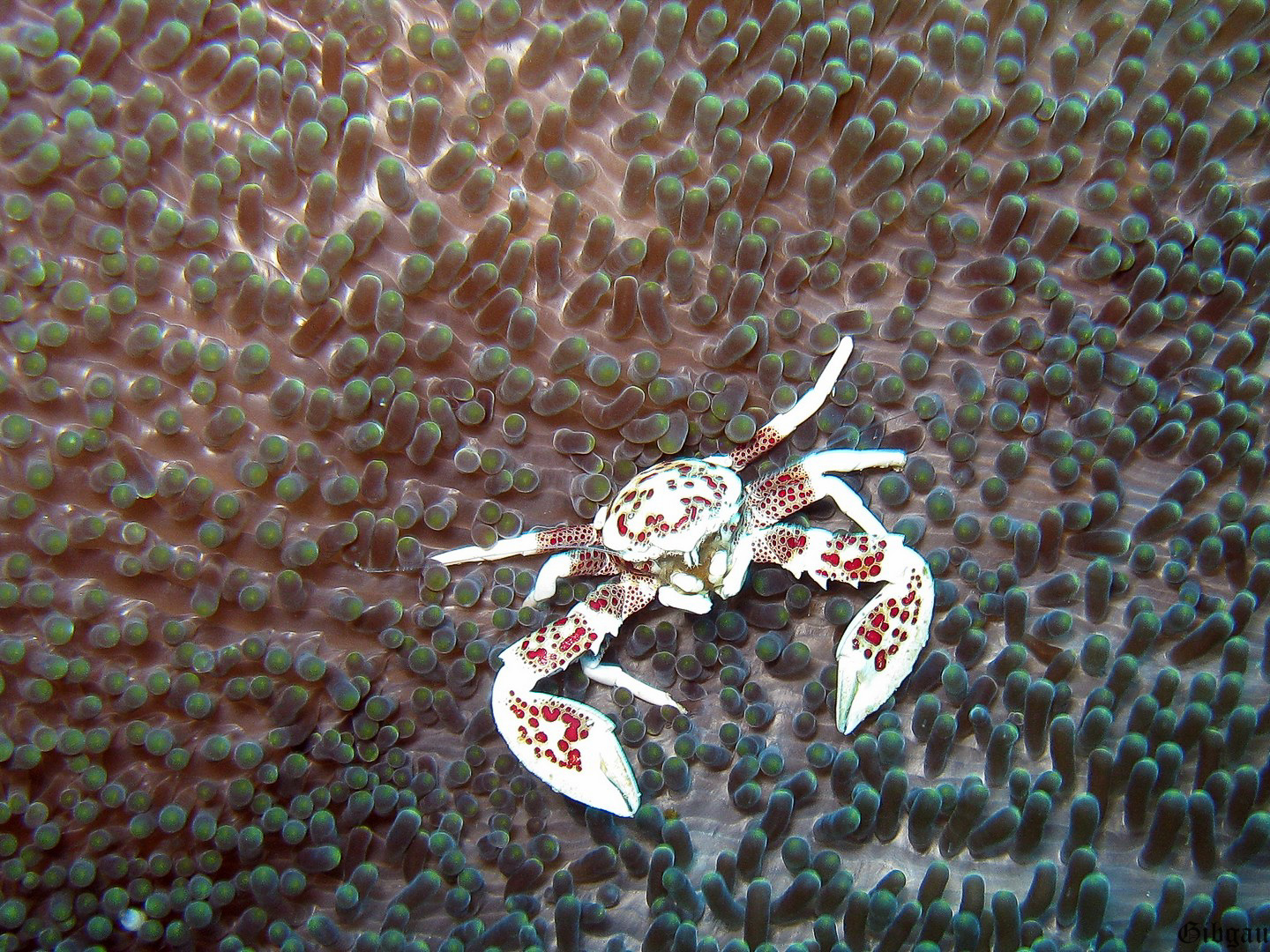 Lire la suite à propos de l’article CRUSTACES