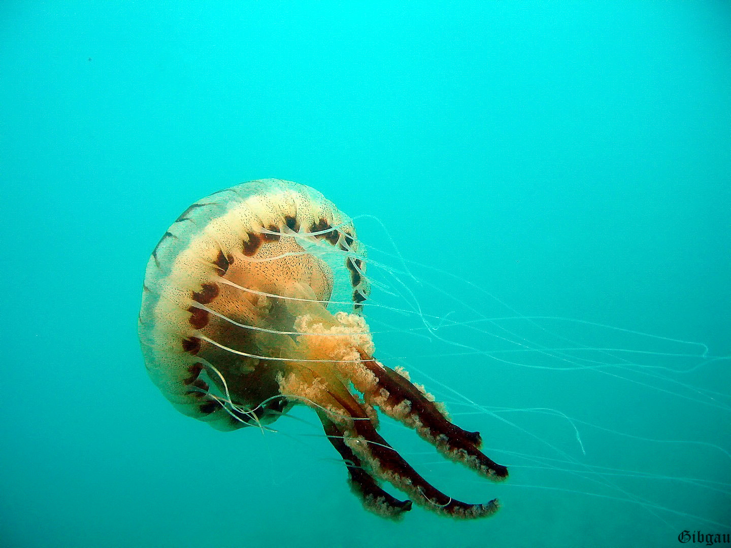 Lire la suite à propos de l’article MEDUSES