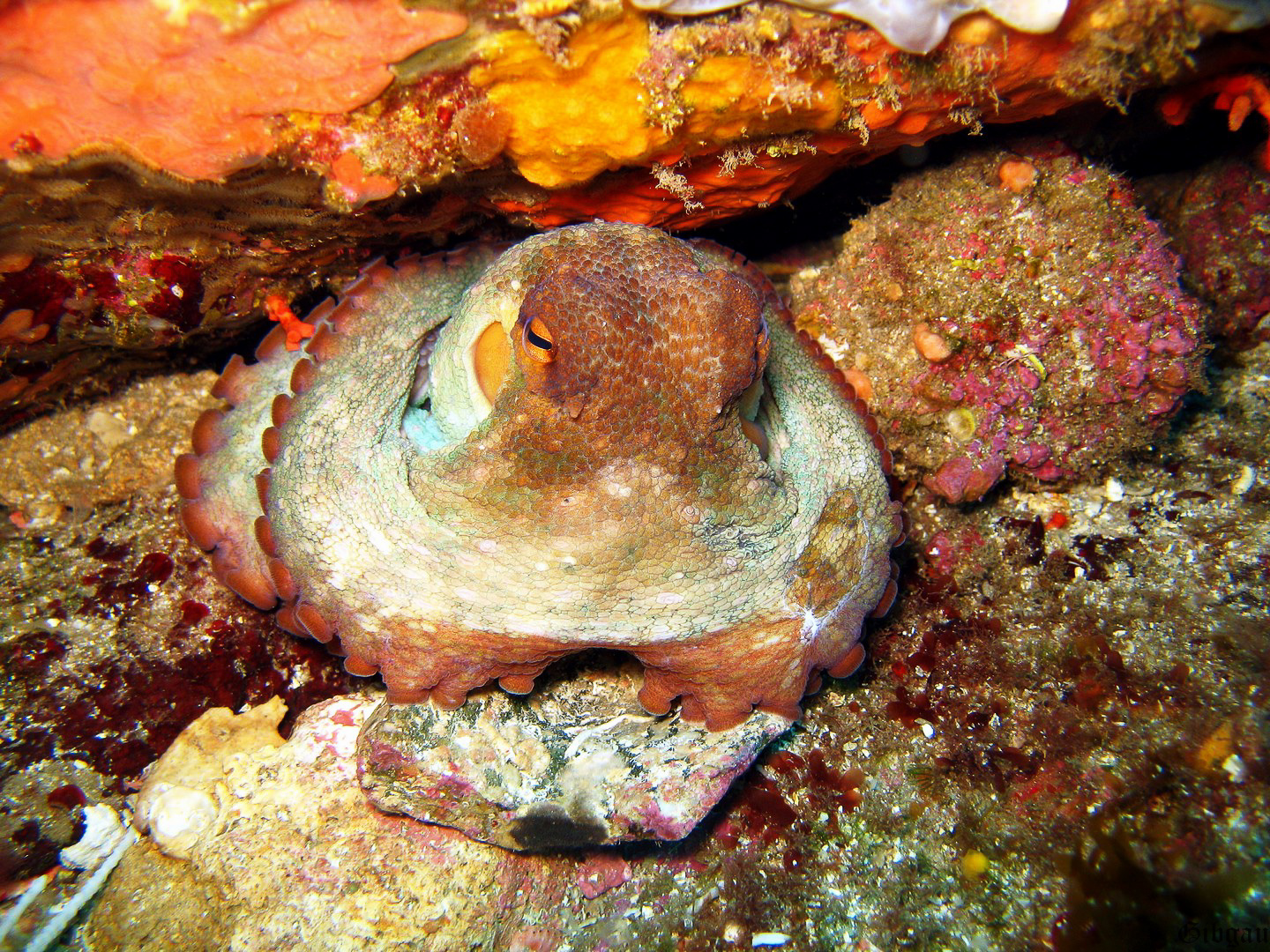 Lire la suite à propos de l’article POULPES