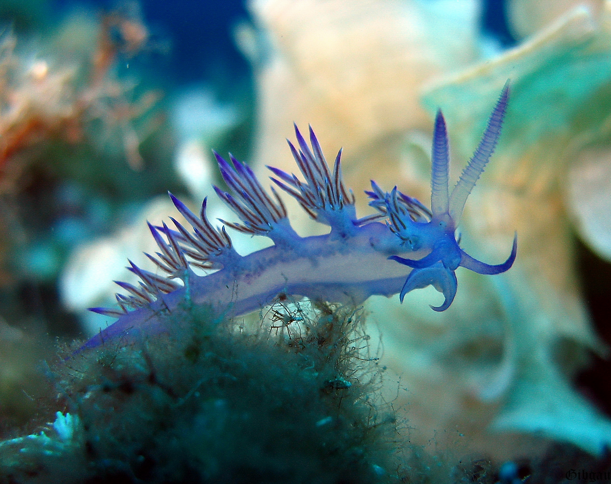 Lire la suite à propos de l’article NUDIBRANCHES ET VERS PLATS