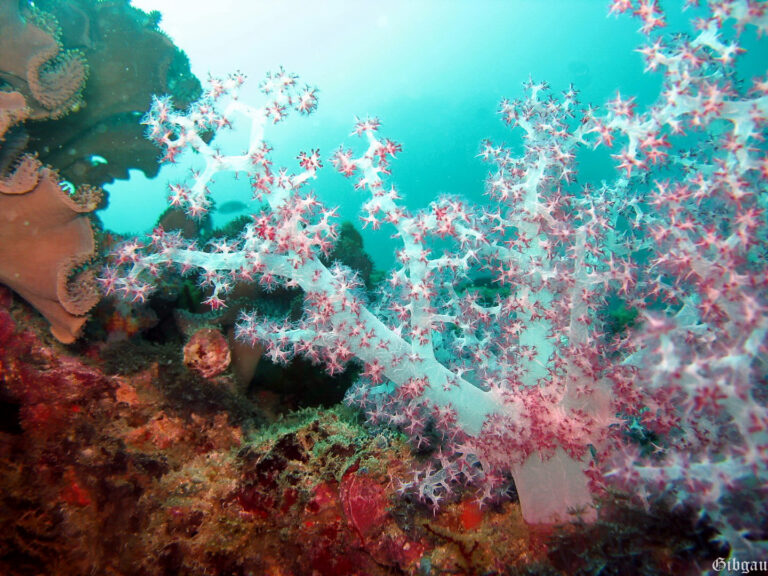 Lire la suite à propos de l’article ALCYONNAIRES, GORGONES, ANEMONES ET CORAUX