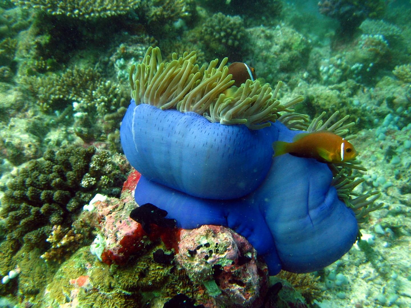 Lire la suite à propos de l’article VIE FIXEE