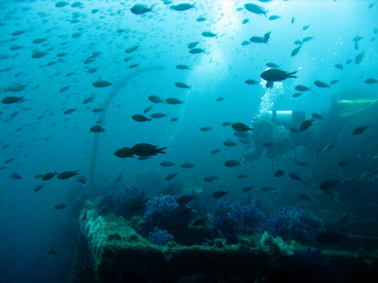 Lire la suite à propos de l’article EPAVES