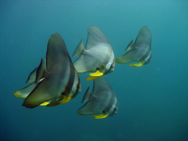 Lire la suite à propos de l’article POISSONS