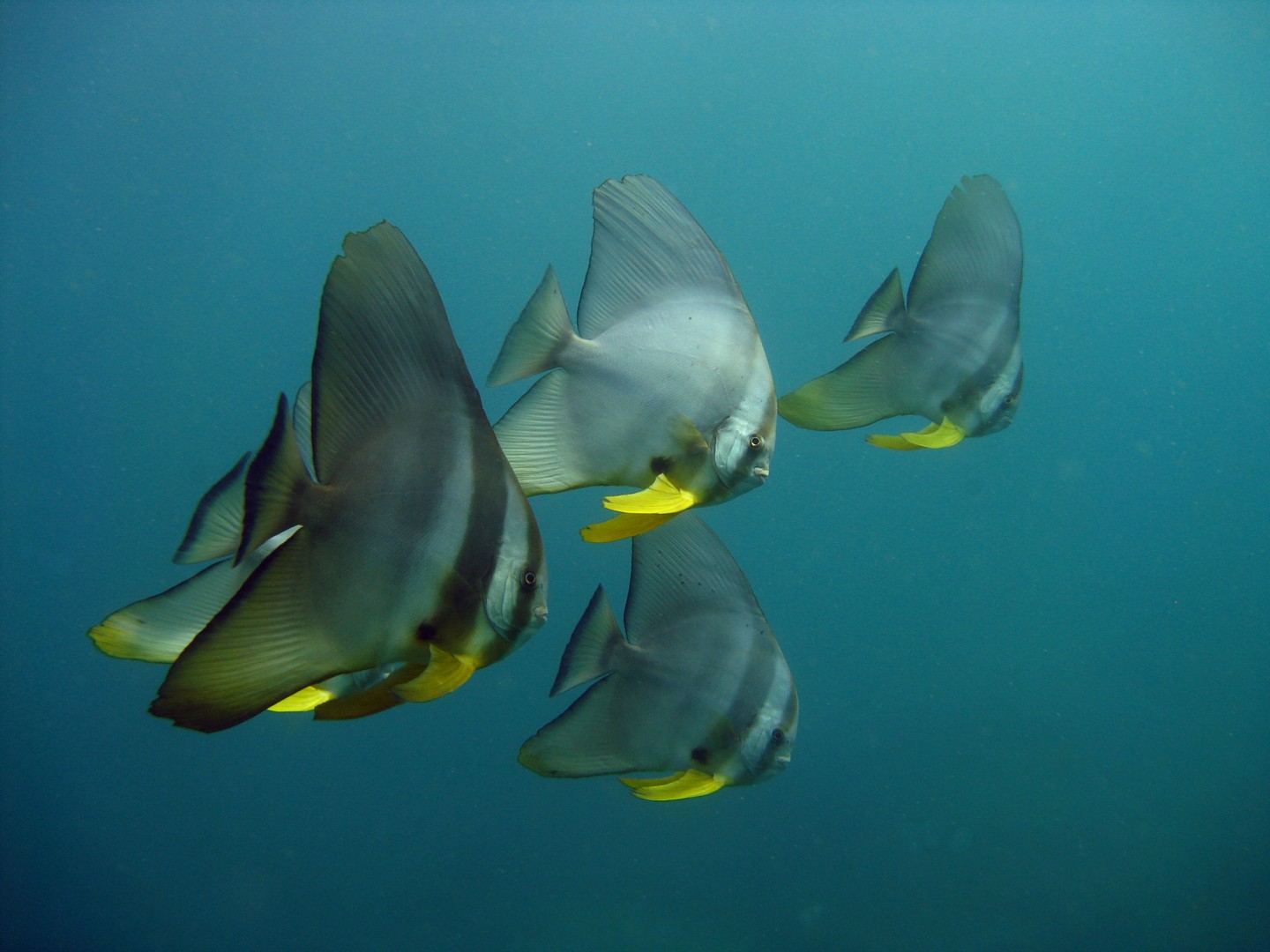 Lire la suite à propos de l’article POISSONS