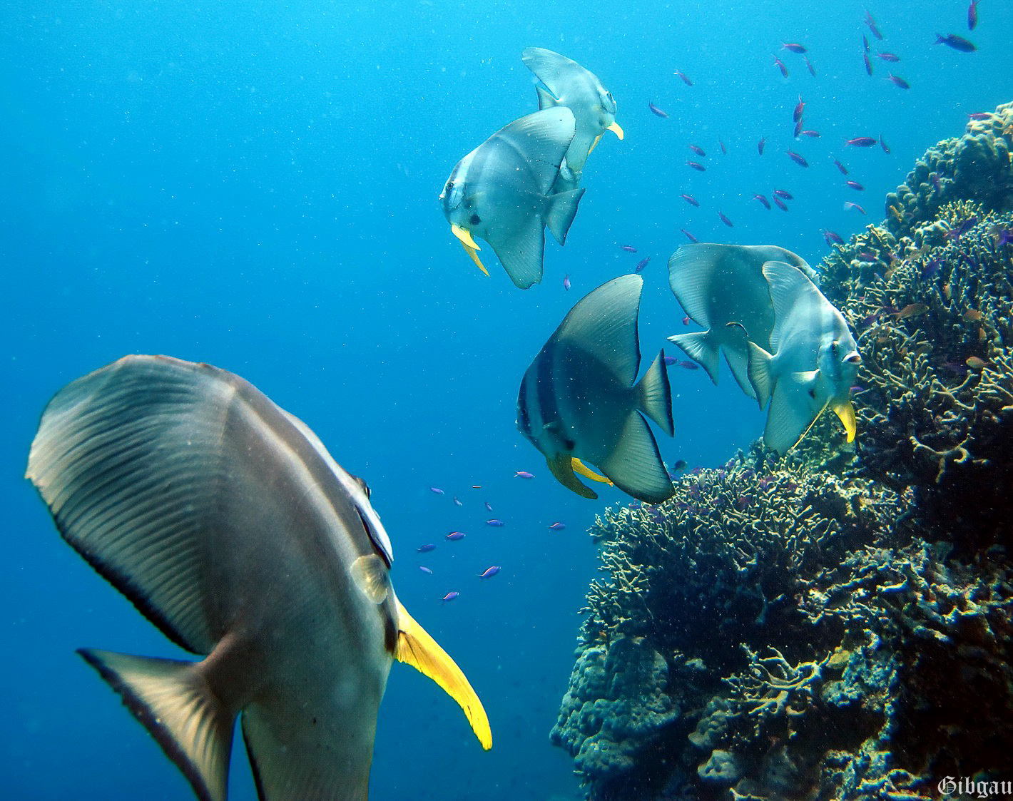 Lire la suite à propos de l’article Poissons 2012