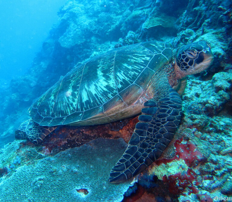 Lire la suite à propos de l’article Reptiles marins 2012