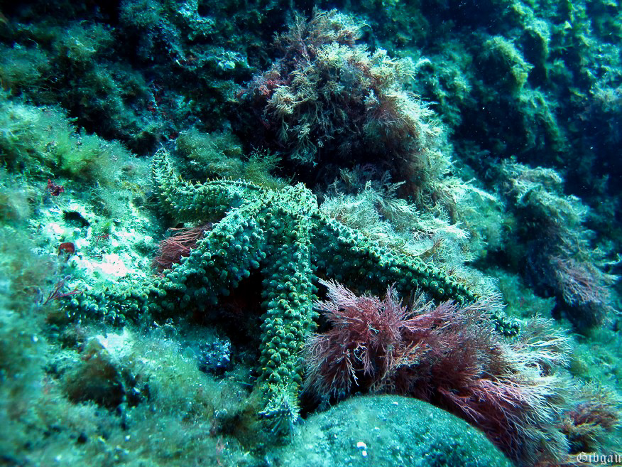 Lire la suite à propos de l’article Echinodermes 2012
