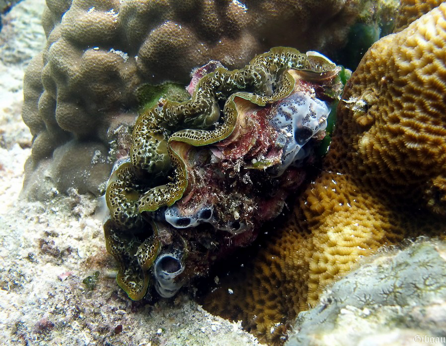 Lire la suite à propos de l’article Poulpes et autres mollusques -2012