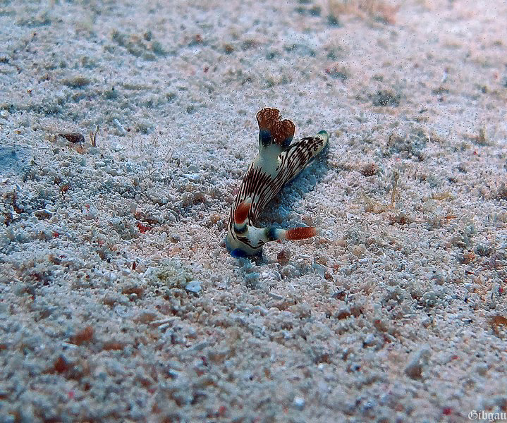 Lire la suite à propos de l’article Nudibranches et vers plats 2012