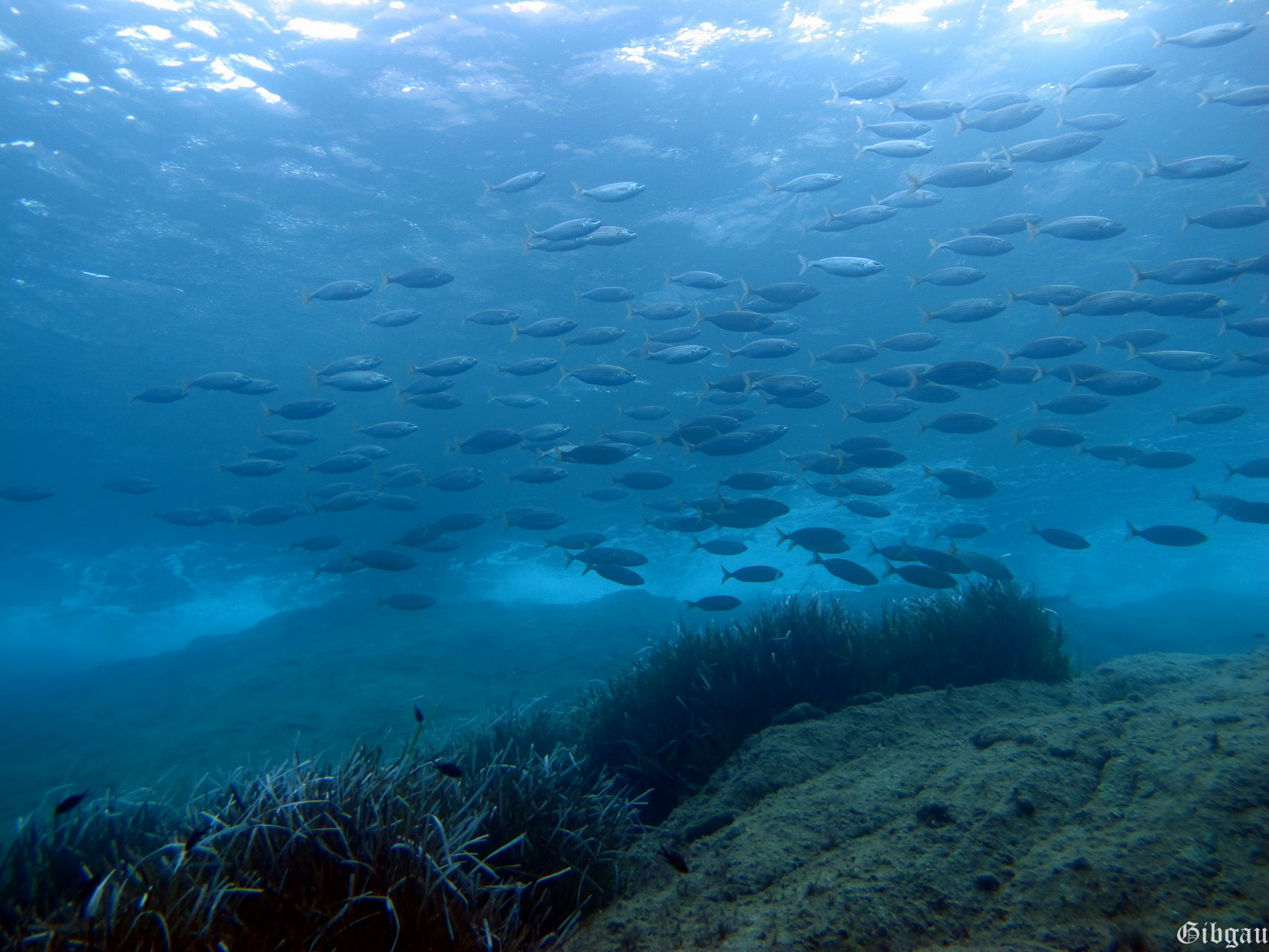 Lire la suite à propos de l’article Paysages sous-marins 2012