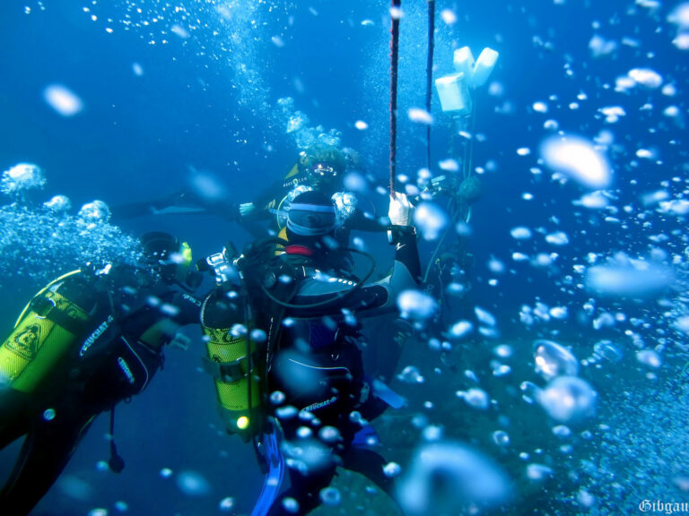 Lire la suite à propos de l’article Plongeuses, plongeurs 2012