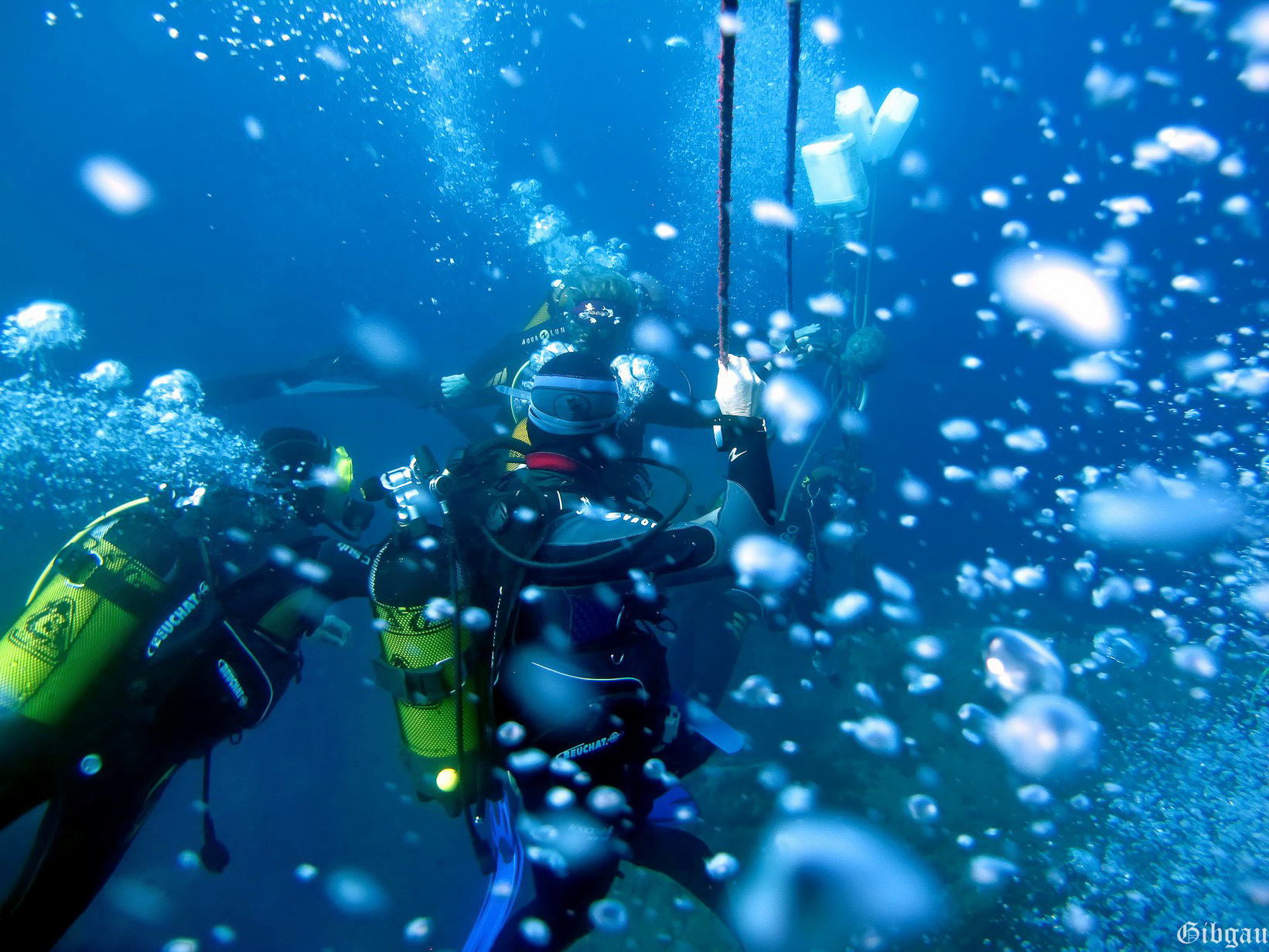 Lire la suite à propos de l’article Plongeuses, plongeurs 2012