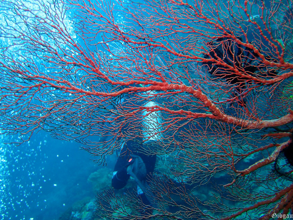 Lire la suite à propos de l’article Bali sous l&rsquo;eau–2013–1 (autour d&rsquo;AMED côte est)