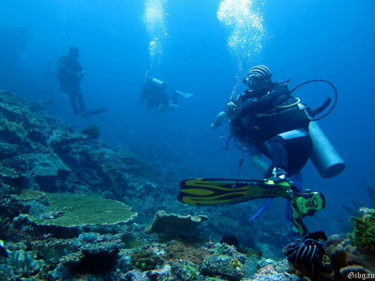 Lire la suite à propos de l’article Bali sous l&rsquo;eau — 2013–Nord :autour de Menjangan