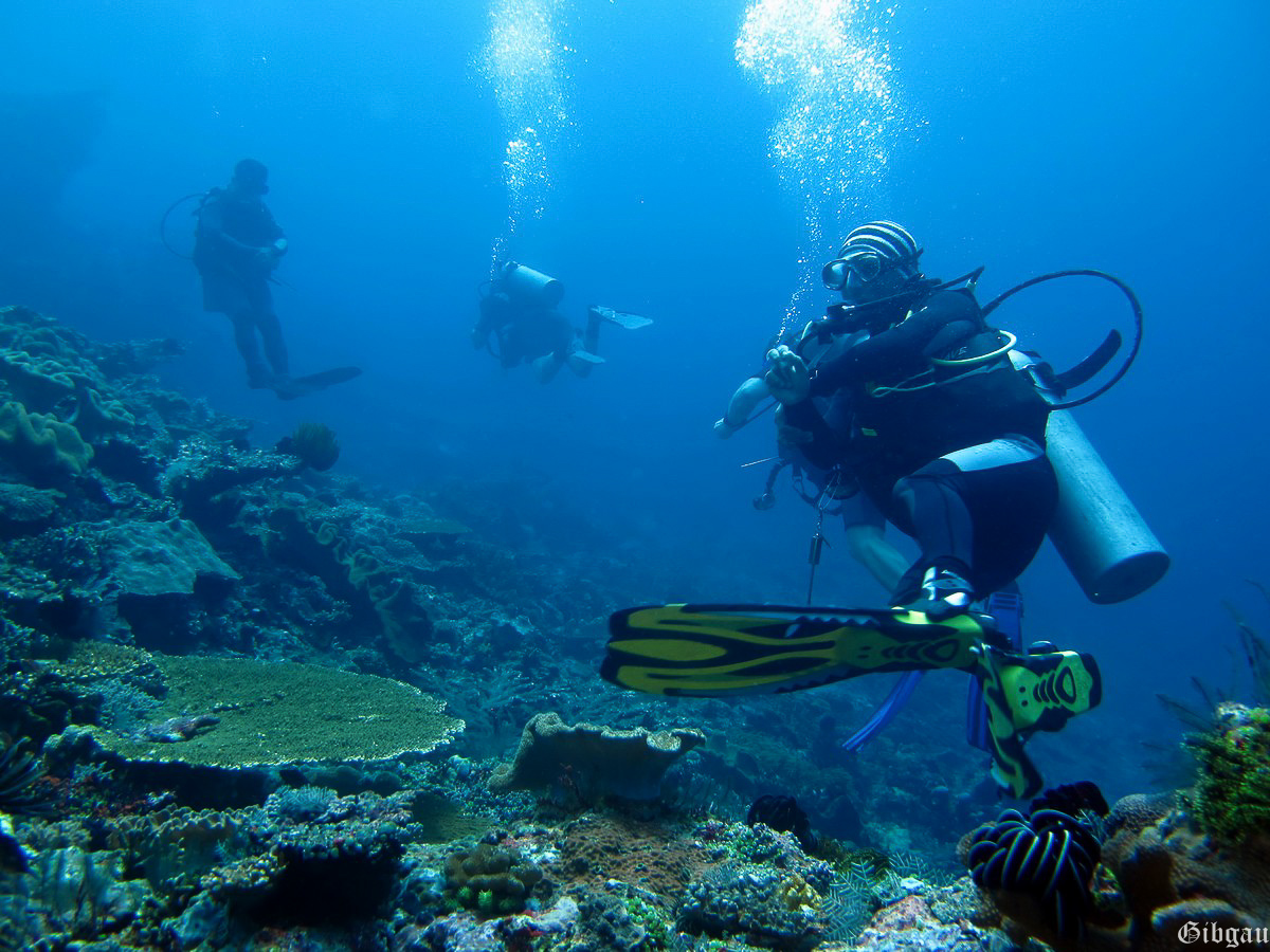 Lire la suite à propos de l’article Bali sous l&rsquo;eau — 2013–Nord :autour de Menjangan
