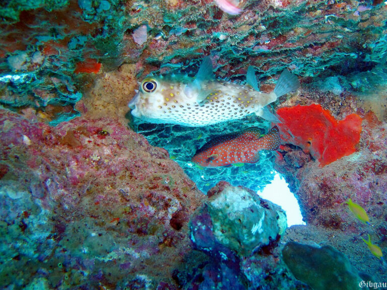 Lire la suite à propos de l’article TABA –Egypte , mai 2013