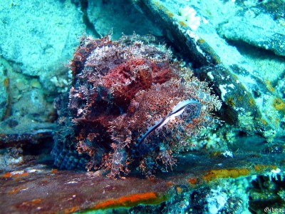 en attente de proies.