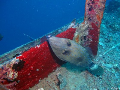 paravent flamboyant.