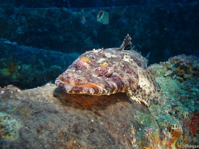 Gardiens  sur fer, couchés