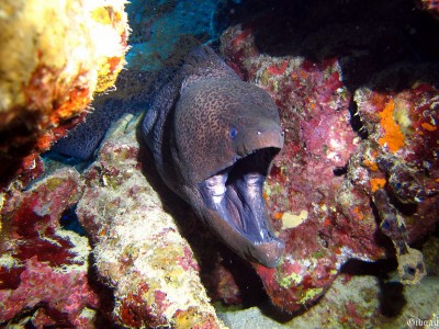 Vie à l'entour aussi, gardienne du domaine.