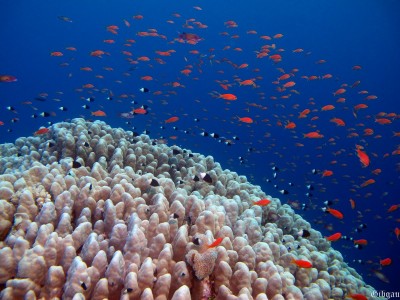 Foisonnement de vie.