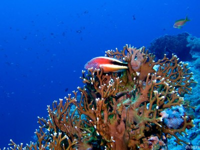 toujours sur le qui-vive...