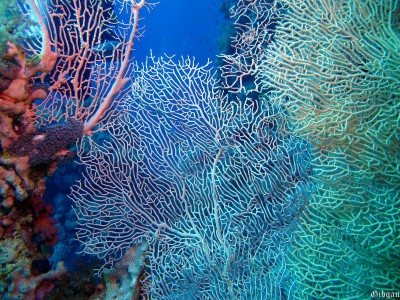 broderie- éventail, filtrant l'eau et le temps