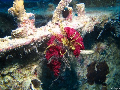 coeur de pourpre, battant.