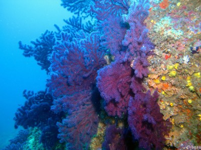 gorgones pourpres 