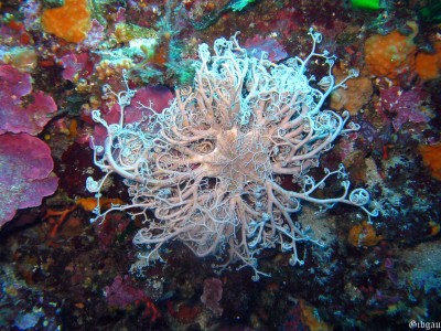 accroché au substrat , il peut se déplacer. C'est un filtreur.Il déploie ses bras la nuit et les rétracte le jour