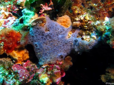 Eponge encroûtante bleue