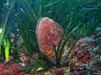 Mollusque bivalve : la grande nacre ,sur lit de posidonies