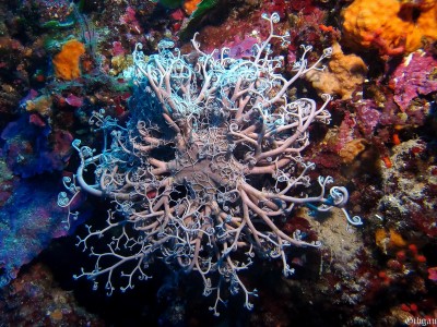 Gorgonocéphale ; un genre d'ophiure