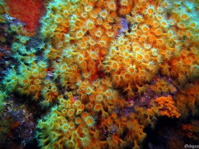 Anémones encroûtantes jaunes