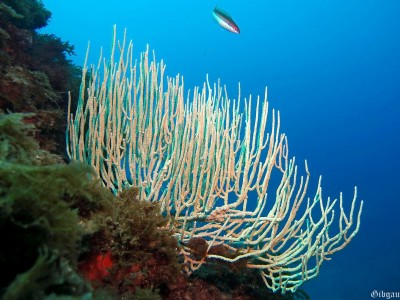 Gorgone blanche et girelle mâle