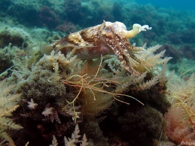 Seiche en position de "défense"