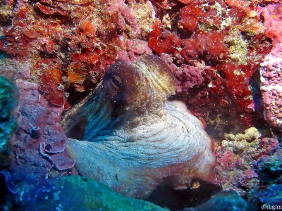 autre mollusque : le poulpe commun ,devant son antre