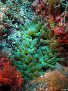 anémone charnue et son hôte : la crevette améthyste