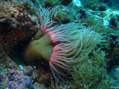 Anémone verte, ballotée par la houle