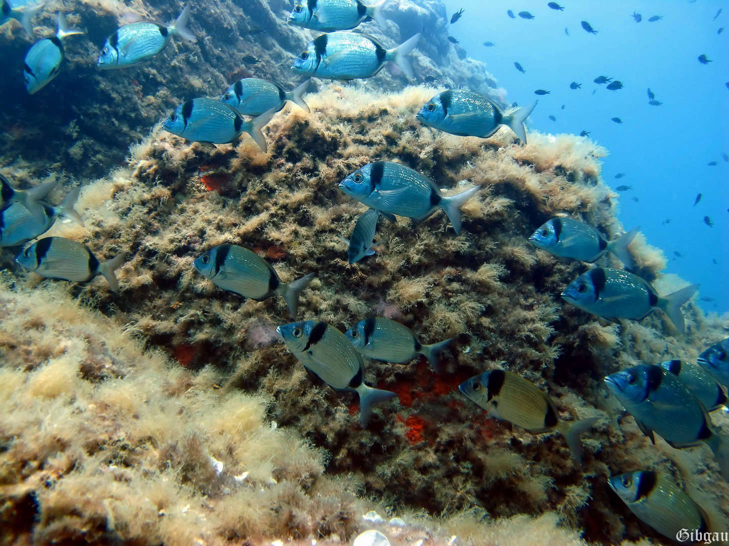 Lire la suite à propos de l’article Agay  juin 2014: avec ou sans algues?