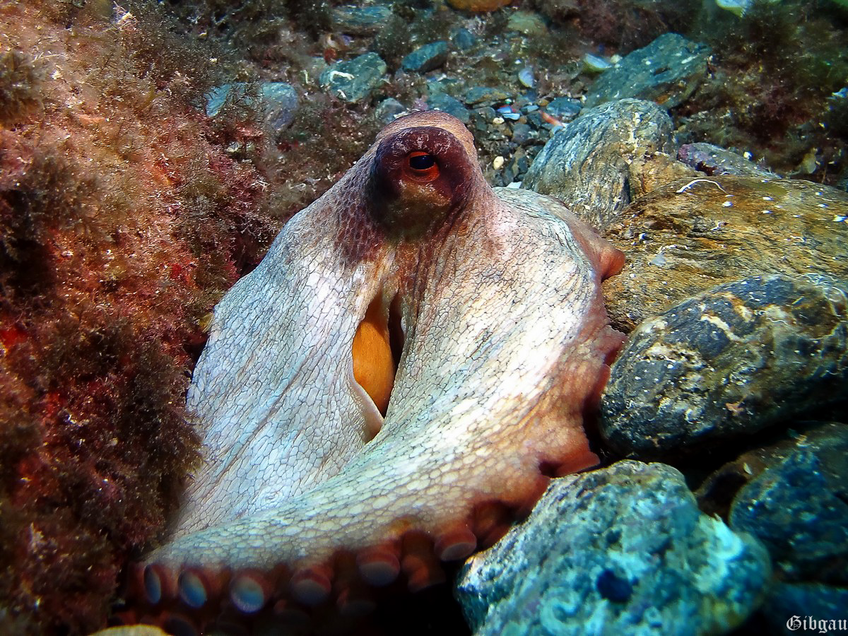 Lire la suite à propos de l’article Cala Joncols (Espagne ) -2014- histoire de poulpe (Octopus vulgaris)