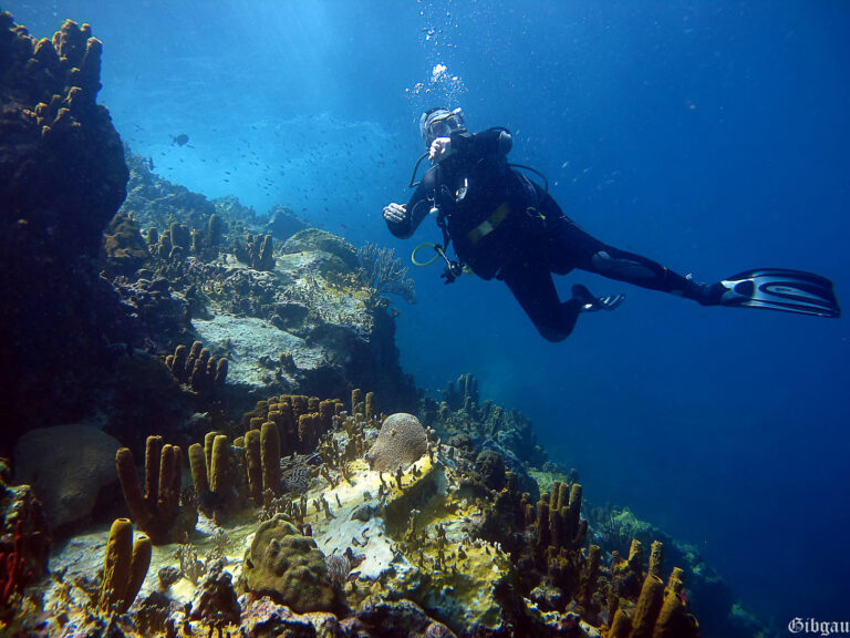Lire la suite à propos de l’article GUADELOUPE 2014:Balades dans la  » réserve Cousteau »