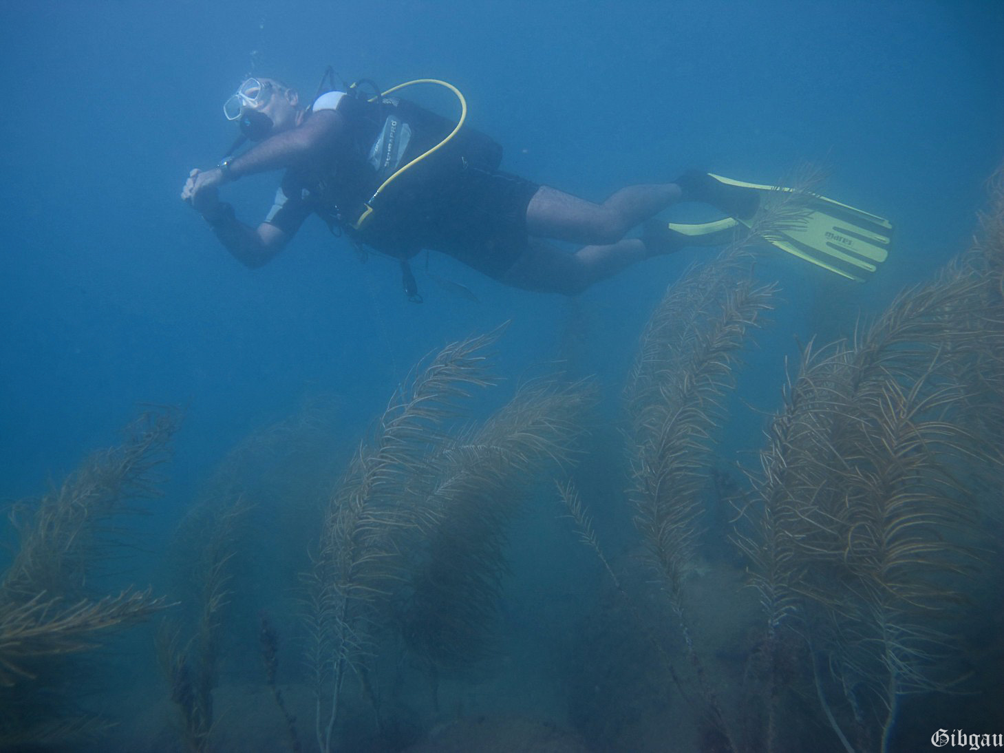 Lire la suite à propos de l’article la Pointe Batterie -les Saintes – 2014 : plongée en eaux peu profondes