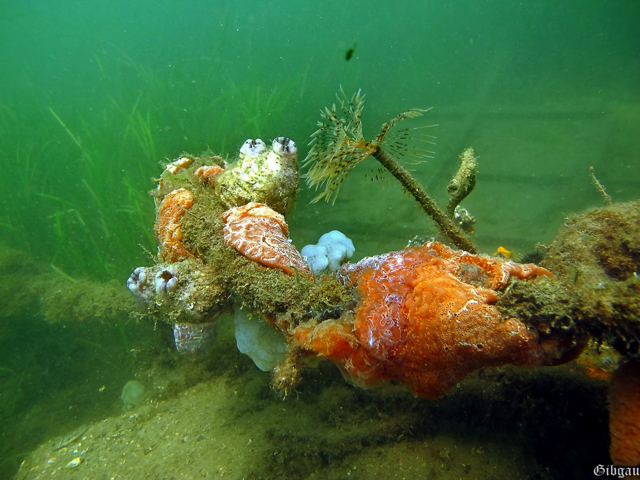 Lire la suite à propos de l’article L&rsquo;étang de Thau: juilllet 2015 : « A Thau , rien ne se perd,…….