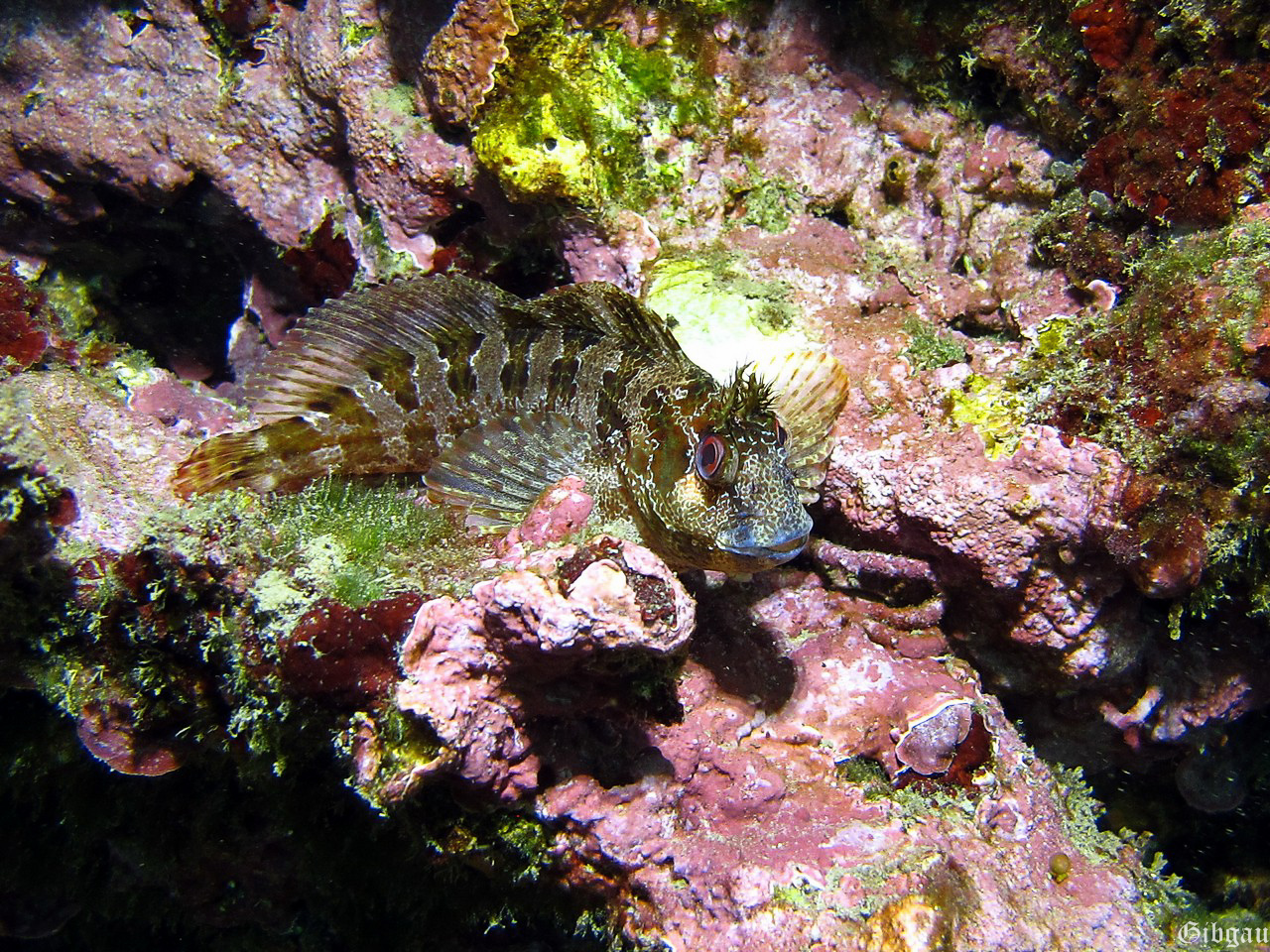 Lire la suite à propos de l’article Méditerranée , entre Agay et Sausset les Pins j&rsquo;ai croisé…