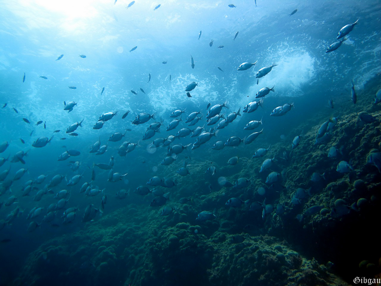 Lire la suite à propos de l’article Méditerranée, entre Agay et Sausset les Pins. 1: Ensemble