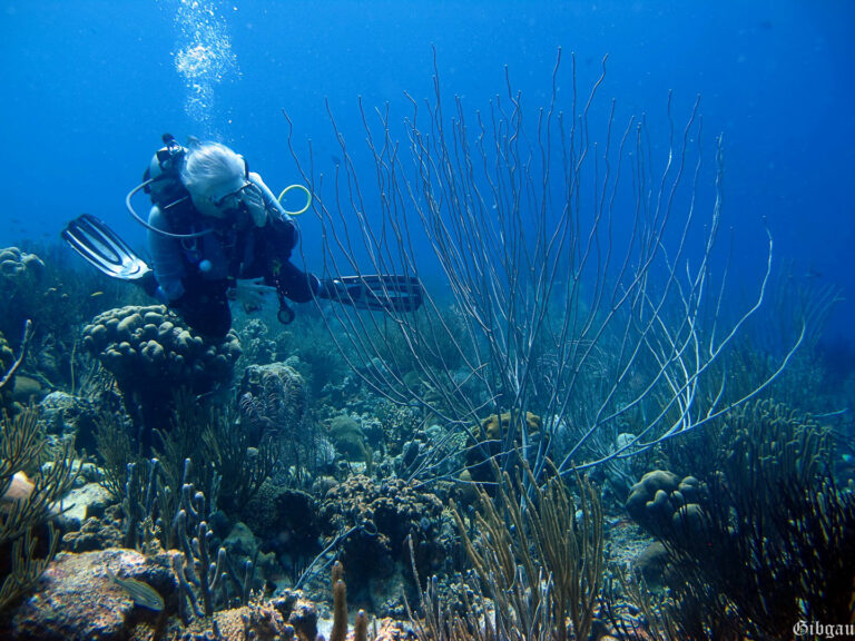 Lire la suite à propos de l’article Bonaire ,Antilles Néerlandaises , février 2015 : plongeuses