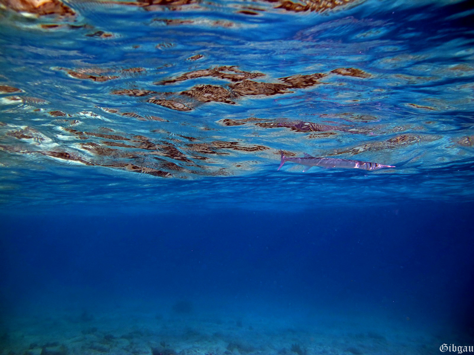 Lire la suite à propos de l’article Bonaire 2015 : Ambiances