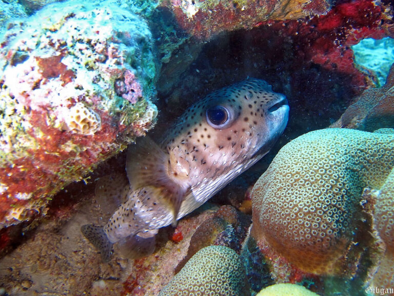 Lire la suite à propos de l’article Bonaire 2015 : Cache-cache